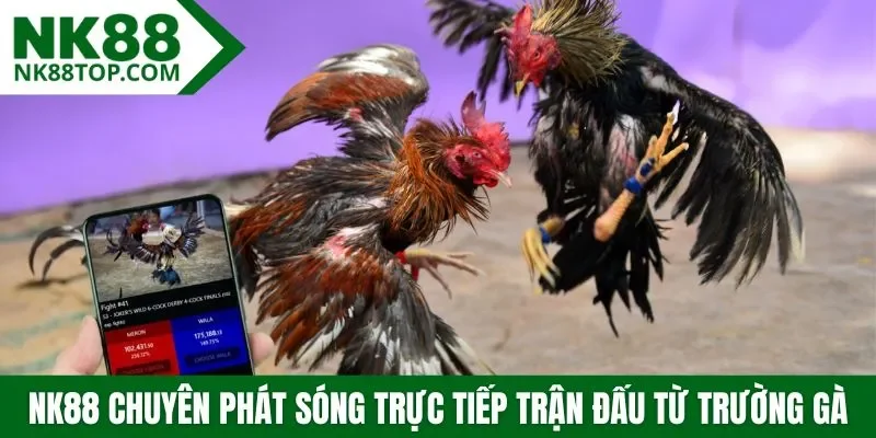 NK88 chuyên phát sóng trực tiếp trận đấu từ trường gà thật